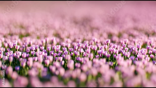 Endless lavender field flower meadow purple blossom nature background dreamy aromatic spring landscape with serene horizon and peaceful romantic