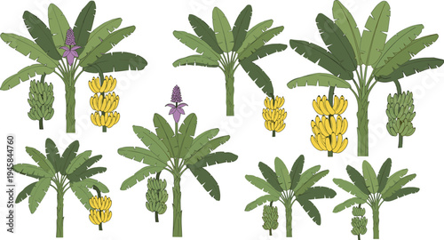 Banana tree collection with yellow fruit bunches and purple flowers set of flat vector tropical plant illustrations isolated on white