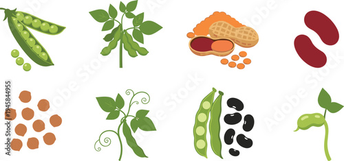 Legume and bean collection with peas peanuts soybeans chickpeas and kidney beans set of flat vector food illustrations on white