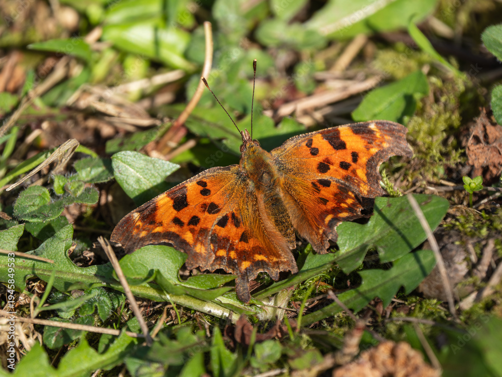 Fototapeta premium Comma ButterflyBasking on the Ground