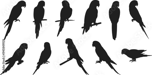 Tropical parrot macaw silhouette collection set, exotic bird icons, vector flat design elements, jungle wildlife nature branch illustrations,