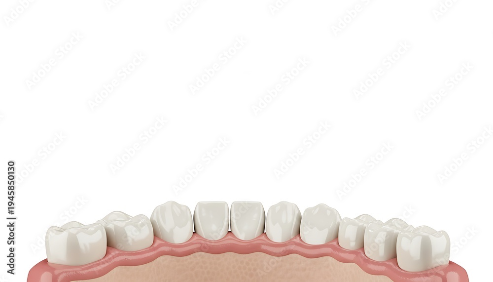Obraz premium White isolated dental teeth model with gums and crown for oral care
