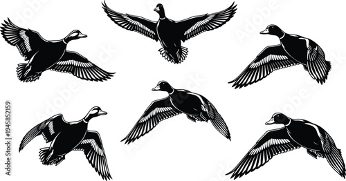 Flying ducks silhouette vector illustration, mallard duck birds in flight, black and white water birds isolated on white, waterfowl nature wildlife