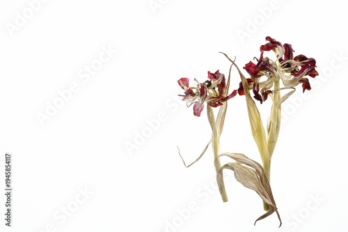 Dwa uschnięte tulipany na białym tle – suszone kwiaty i struktura płatków