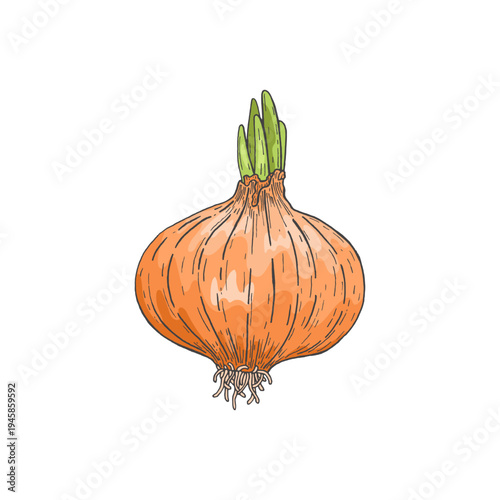 Onion. Sketch. Doodle. Fresh, organic vegetables. Healthy food. Herbs, fragrant spices. Vector illustration isolated on white background.