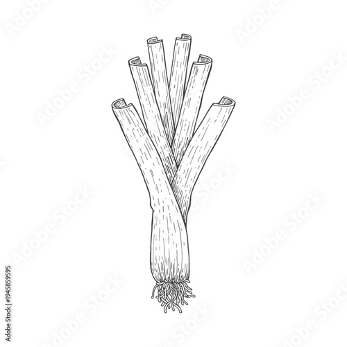 Leek. Sketch. Doodle. Fresh, organic vegetables. Healthy food. Herbs, fragrant spices. Vector illustration isolated on white background.