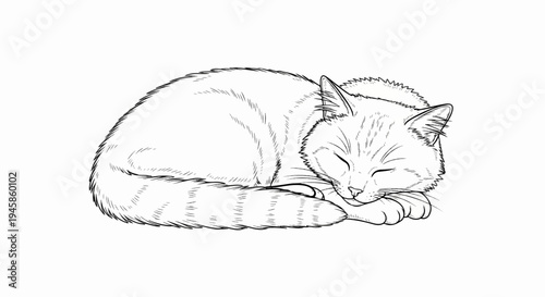 A detailed line drawing of a tabby cat sleeping curled up on a white background