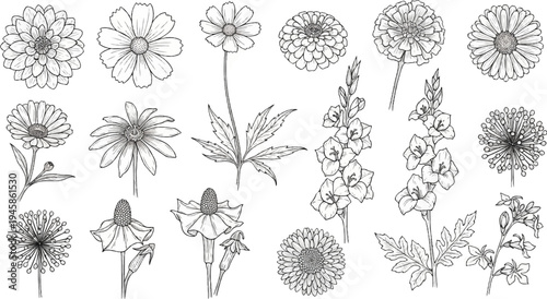 A collection of detailed black and white illustrations of various flowers