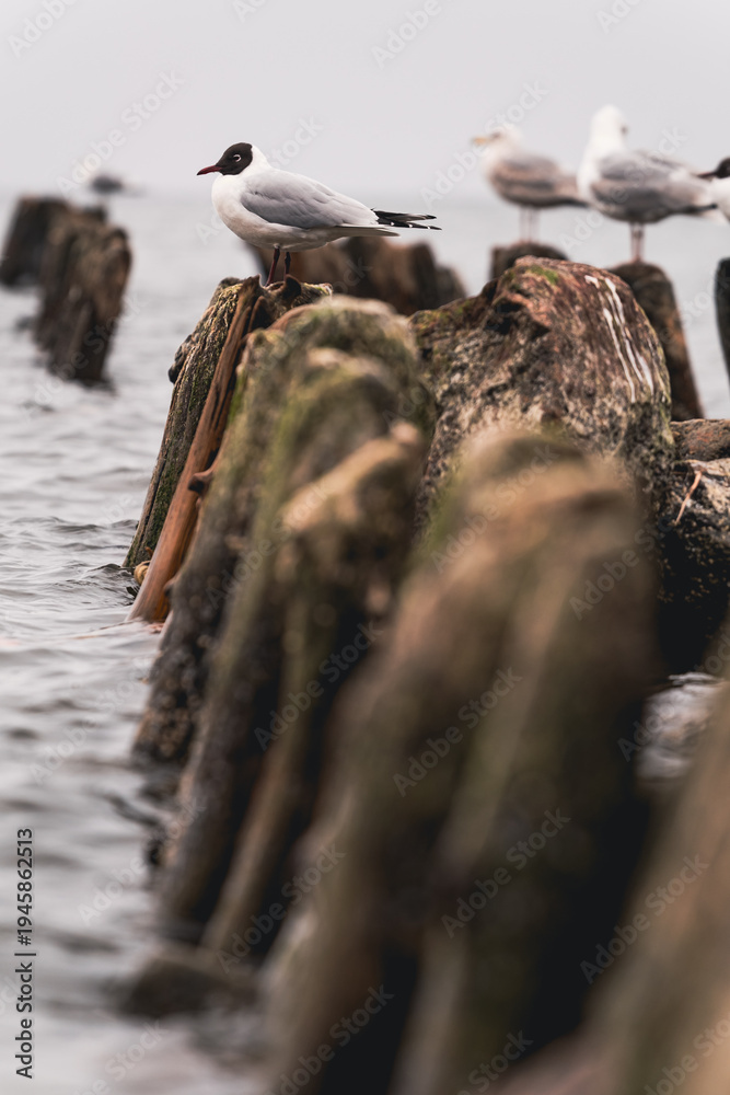 Fototapeta premium Seagulls standing on wooden posts in the sea. Flock of wild birds resting on old timber structures near water. Coastal wildlife nature scene with moody sky. Marine animal environment.