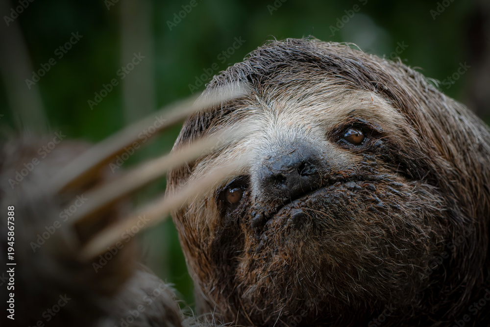 Fototapeta premium Three toed sloth interacting with human hand wildlife interaction portrait