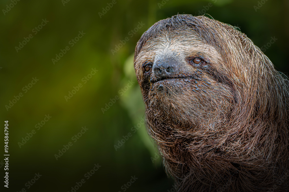 Fototapeta premium Three toed sloth close up portrait in tropical rainforest