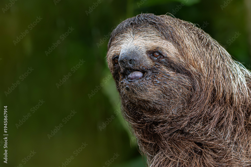 Fototapeta premium Three toed sloth close up portrait in tropical rainforest