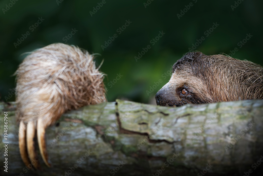 Fototapeta premium Three toed sloth climbing tree trunk in tropical rainforest