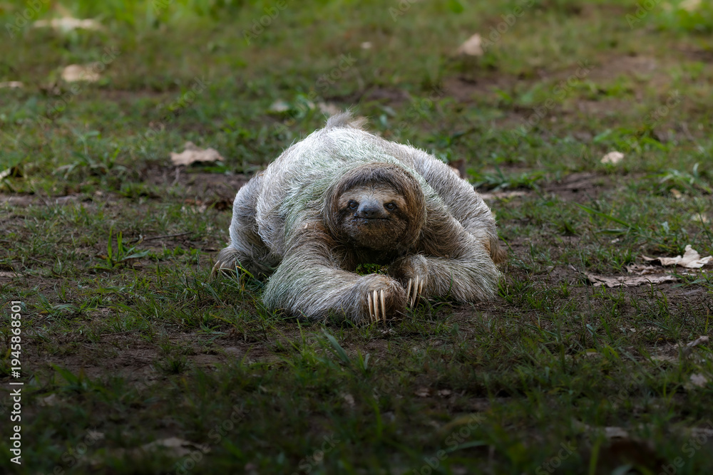 Obraz premium Three toed sloth walking on ground portrait in tropical habitat