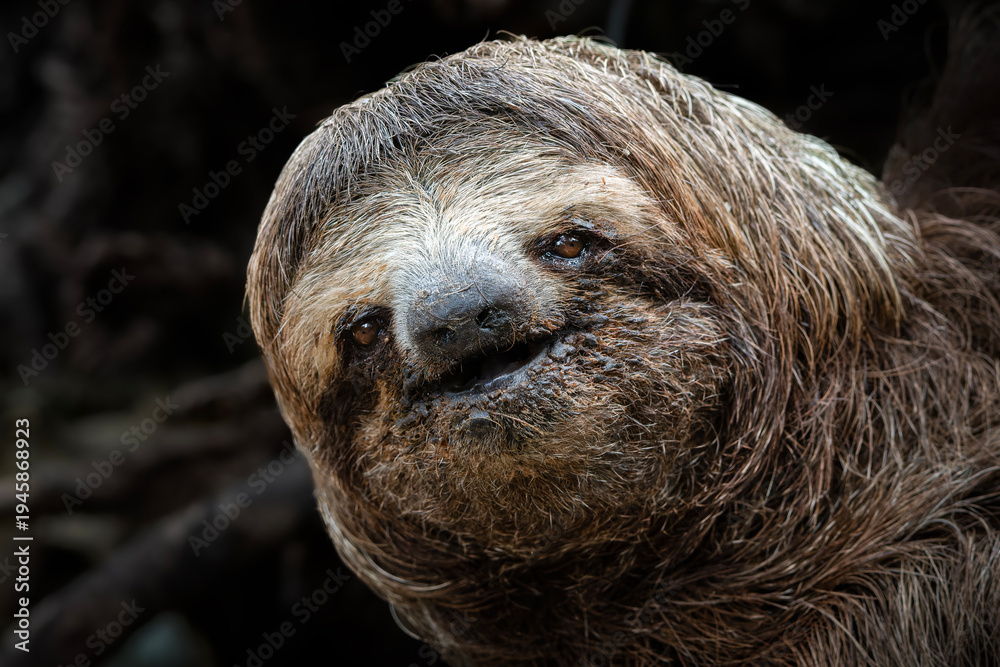 Fototapeta premium Three toed sloth close up portrait in tropical rainforest