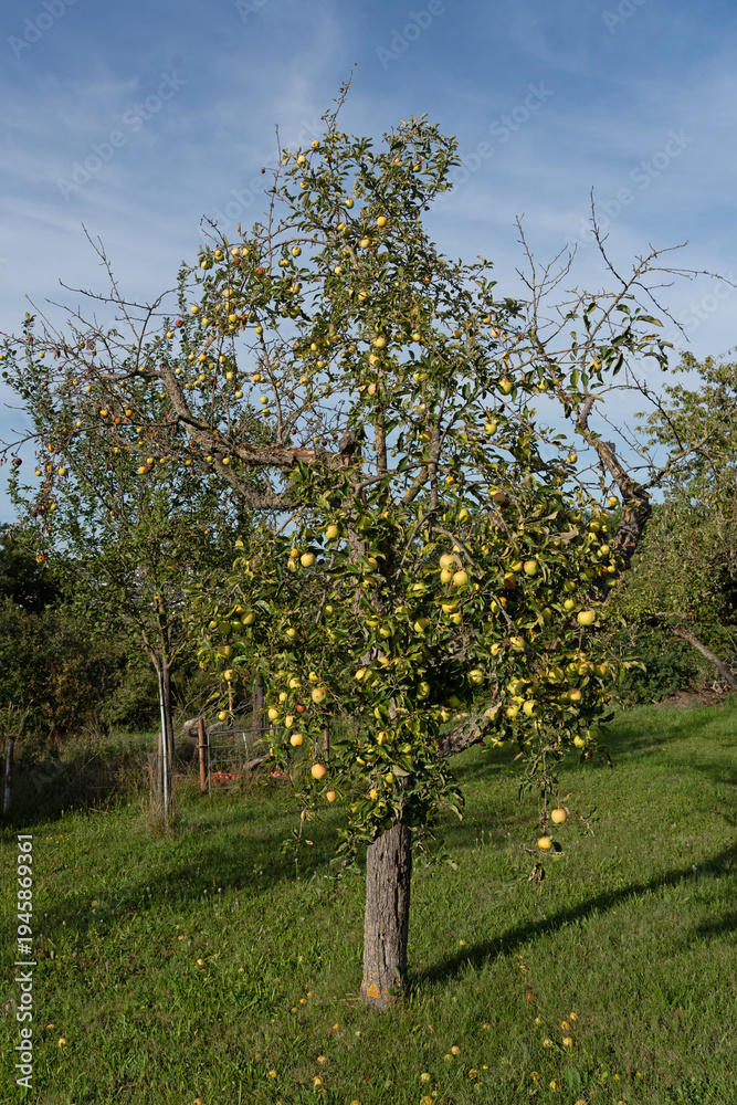 Fototapeta premium yellow apple tree