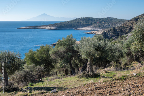 Olive Trees at Thassos island, Greece