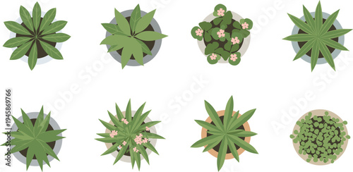 Top View Potted Succulent Plants Collection Indoor Houseplants Green Botanical Decor Vector Illustration Set