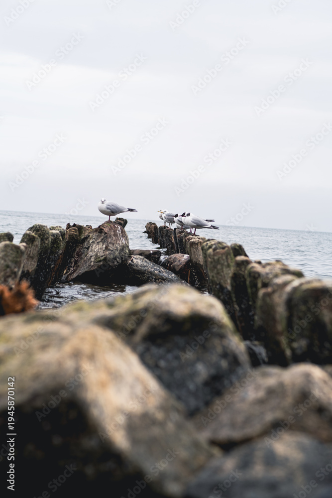 Fototapeta premium Seagulls standing on wooden posts in the sea. Flock of wild birds resting on old timber structures near water. Coastal wildlife nature scene with moody sky. Marine animal environment.