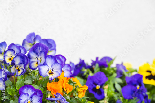 カラフルなパンジー