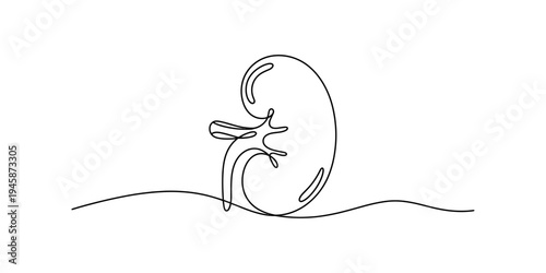 A minimalist one-line drawing illustration of a human kidney on a white background Vector, illustration