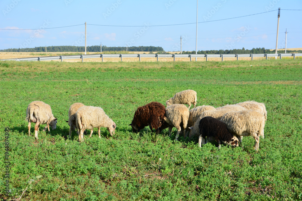 Fototapeta premium Flock of sheep grazing in a green field under a clear blue sky copy space
