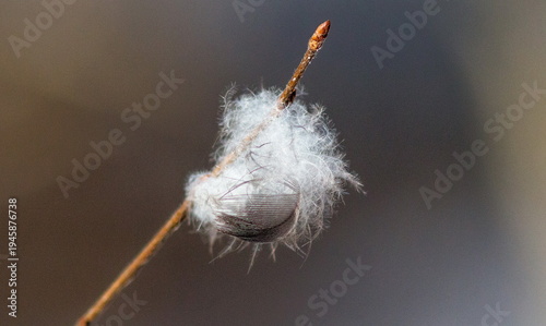 close up of a spider