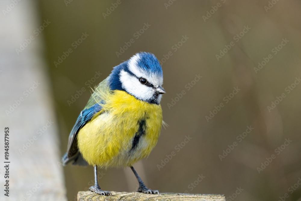 Fototapeta premium A Eurasian blue tit (Cyanistes caeruleus), a small passerine bird in the tit family, Paridae. 