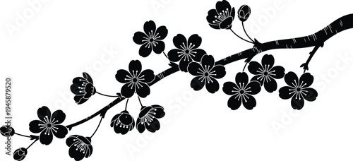 Black and white of cherry blossom branch with multiple flowers