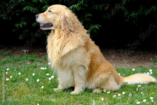 Golden Retriever in a field with daisy flowers
