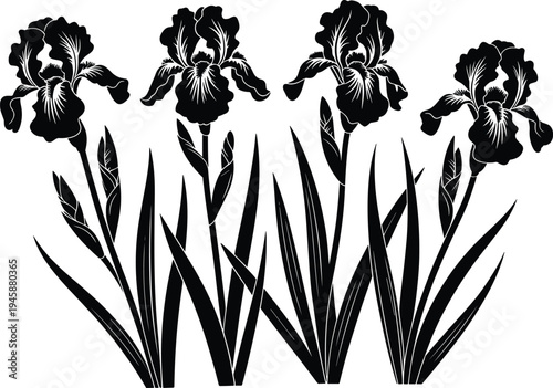 Four black and white iris flowers with detailed petals and leaves growing from the ground