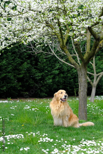 Golden Retriever in a field with daisy flowers
