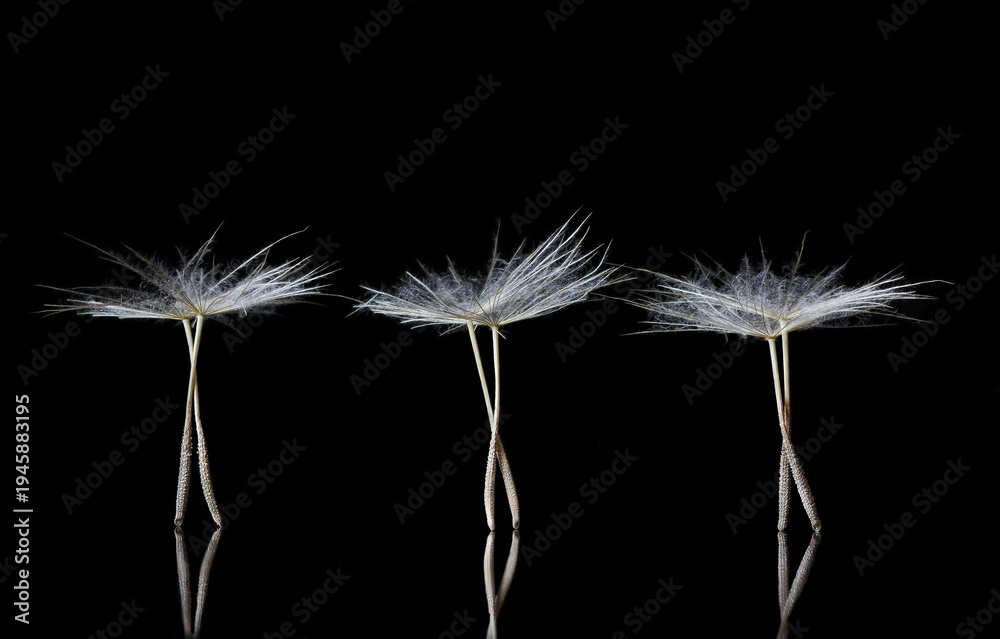 Obraz premium Extreme Macro of Dandelion Seeds resembling ballet dancers on the stage, with copyspace for texts