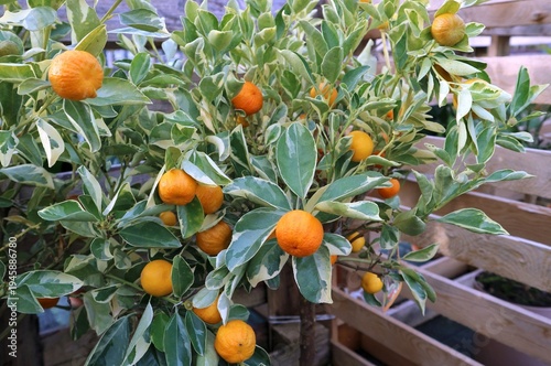 Wallpaper Mural Variegated Calamondin, or citrus mitri Variegata. It is a natural hybrid between mandarin and kumquat  Torontodigital.ca