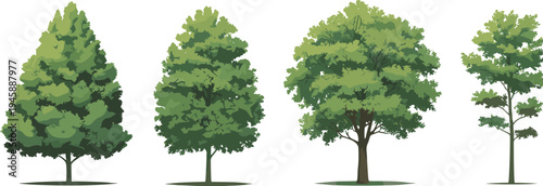 WebVector illustration set of realistic green deciduous trees, diverse forest species with dense summer foliage isolated on white background for design,