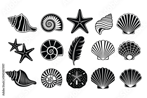 Collection of various seashells and starfish illustrations