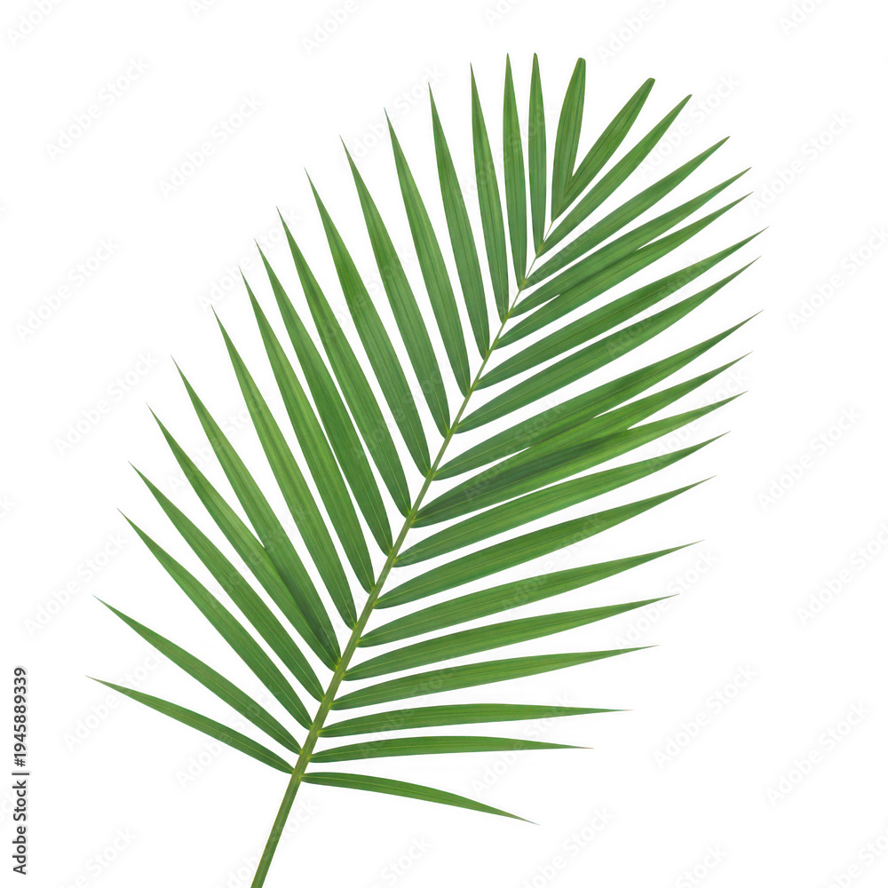 Obraz premium A single elegant green palm frond with pointed leaflets extending outward png