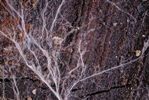 Micro of fungal mycelium with spore structures field of view 15 mm macro textures natural element for science education and biology projects