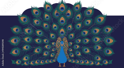 Elegant peacock displaying colorful feathers vector illustration on dark background