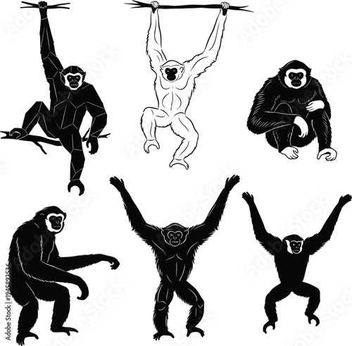 Gibbon illustrations, black and white, hanging pose, long arms, sitting posture, tree movement, vector art, animal design, character set