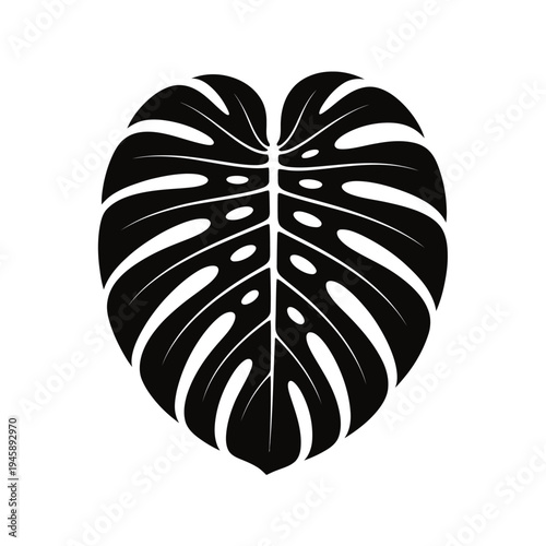 A striking black and white illustration of a monstera deliciosa leaf