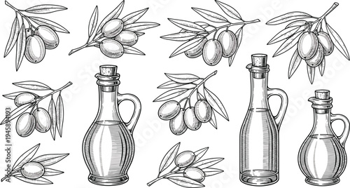 Hand Drawn Olive Branches, Ripe Olives and Olive Oil Bottles Collection Mediterranean Food Ingredient Botanical Vintage Engraving Style Vector Illustration Set