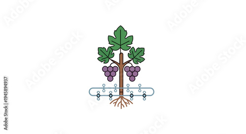 Grapevine with purple grapes and leaves.