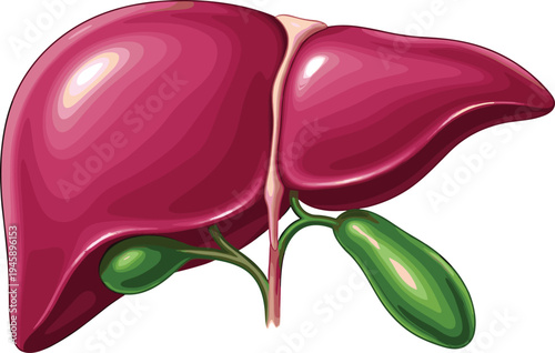 Human liver anatomy with gallbladder internal organ medical healthcare flat vector illustration isolated on white background