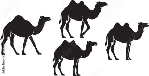 Camel Silhouette Set – Desert Animal Collection in Different Poses Vector Illustration