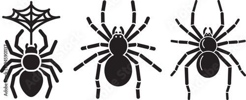 Detailed spider silhouettes and cobweb illustrations showing different arachnid species from top view perspective for nature and wildlife themes today