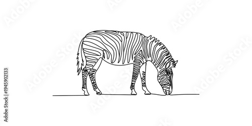 A minimalist continuous line art illustration captures a zebra grazing against a stark white background Vector, illustration