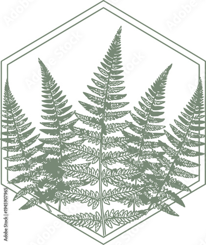 Elegant line art illustration of five symmetrical green fern leaves enclosed within a clean geometric hexagon shape outline