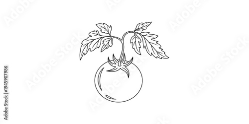 A simple black and white line art illustration of a single tomato on a vine with leaves Vector, illustration