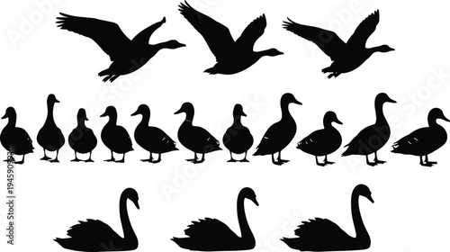 Bird silhouette illustration set, ducks swans flying walking swimming artwork, avian posture vector drawing, wildlife design concept